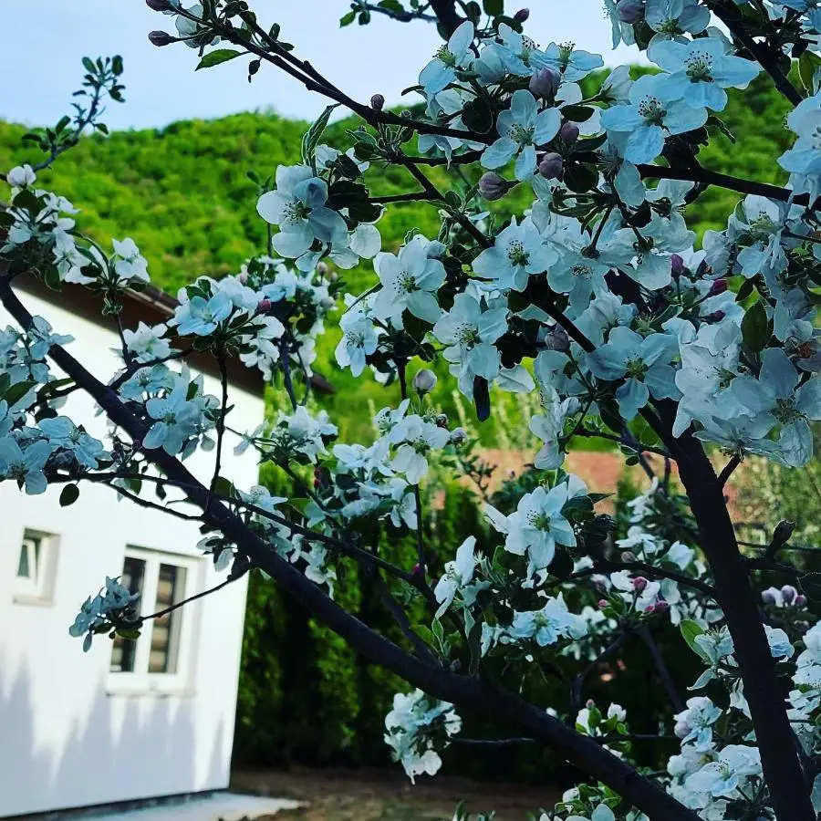 Luxury house "Heart of Nature" Visoko