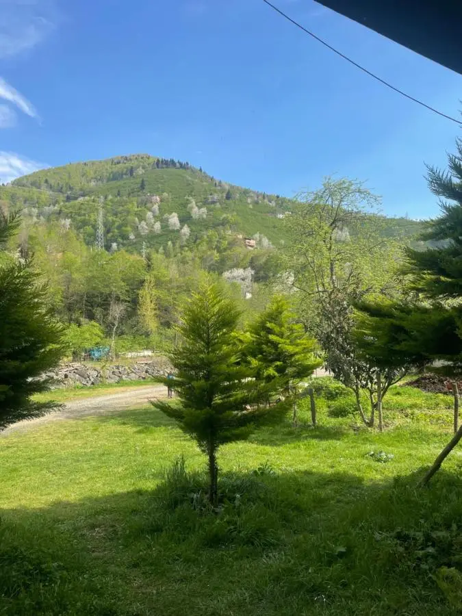 Yeşil ve huzur dolu bir daire