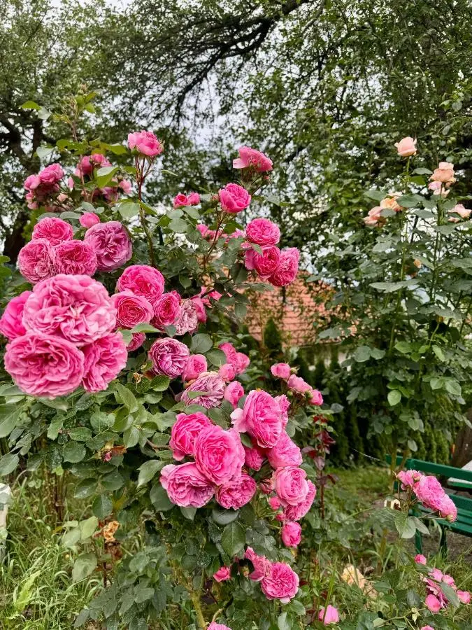 Sarajevo Flower Garden - Entire House & Private Garden