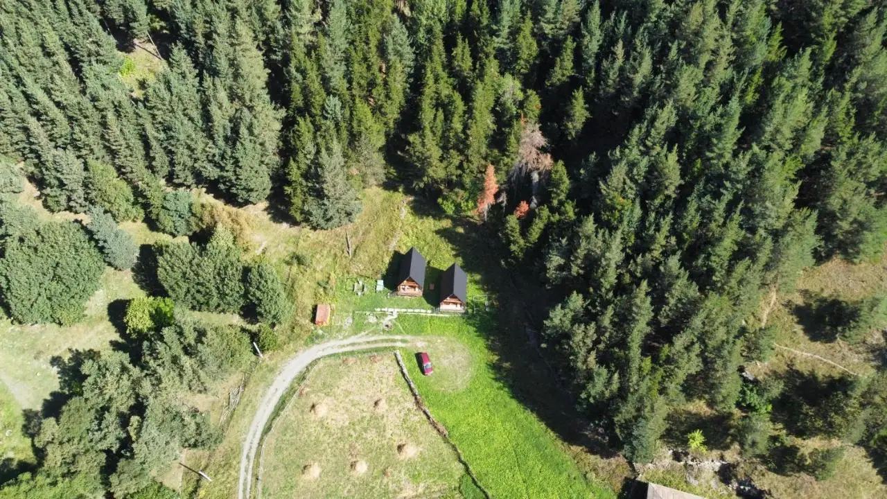 Sno Woodland