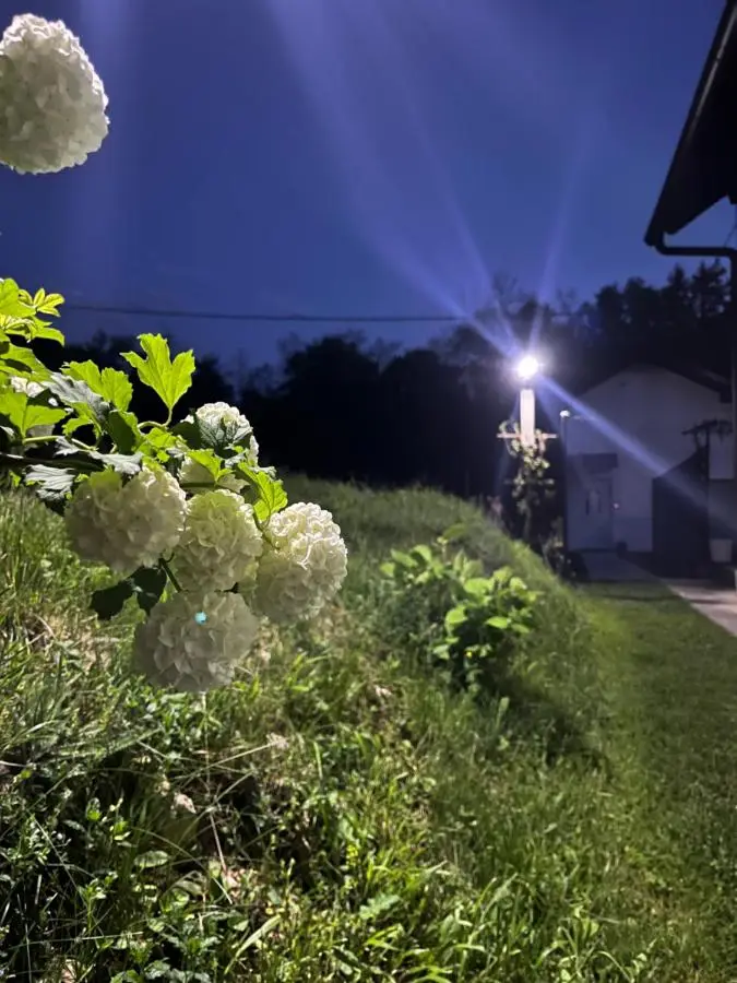Apartman Elma