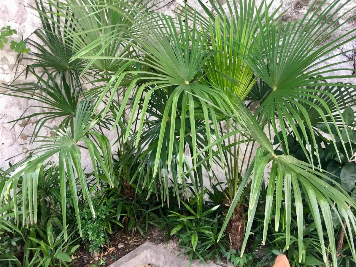 Palmera