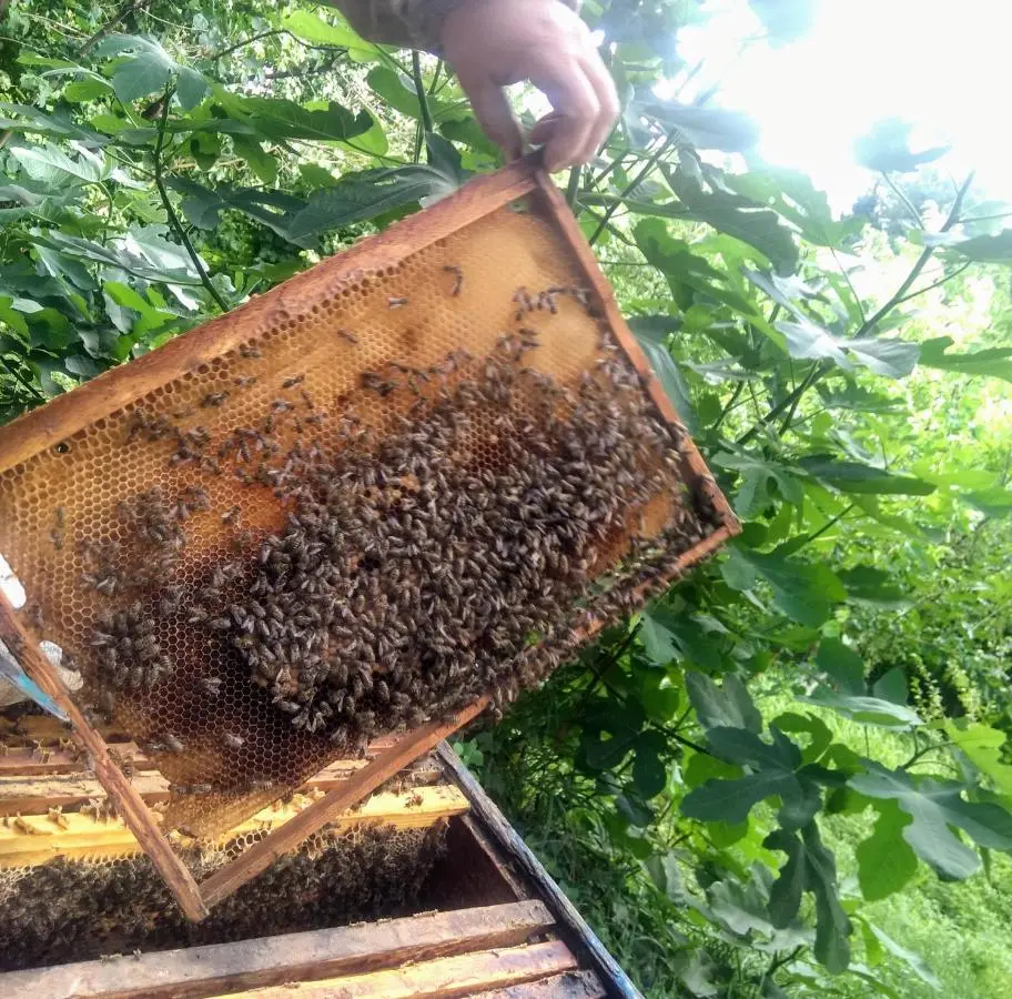 Beehives