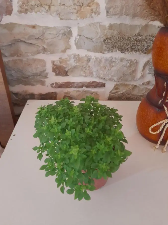 Guest House Ani-Rooms&Food in Old Bazaar,Gjirokaster