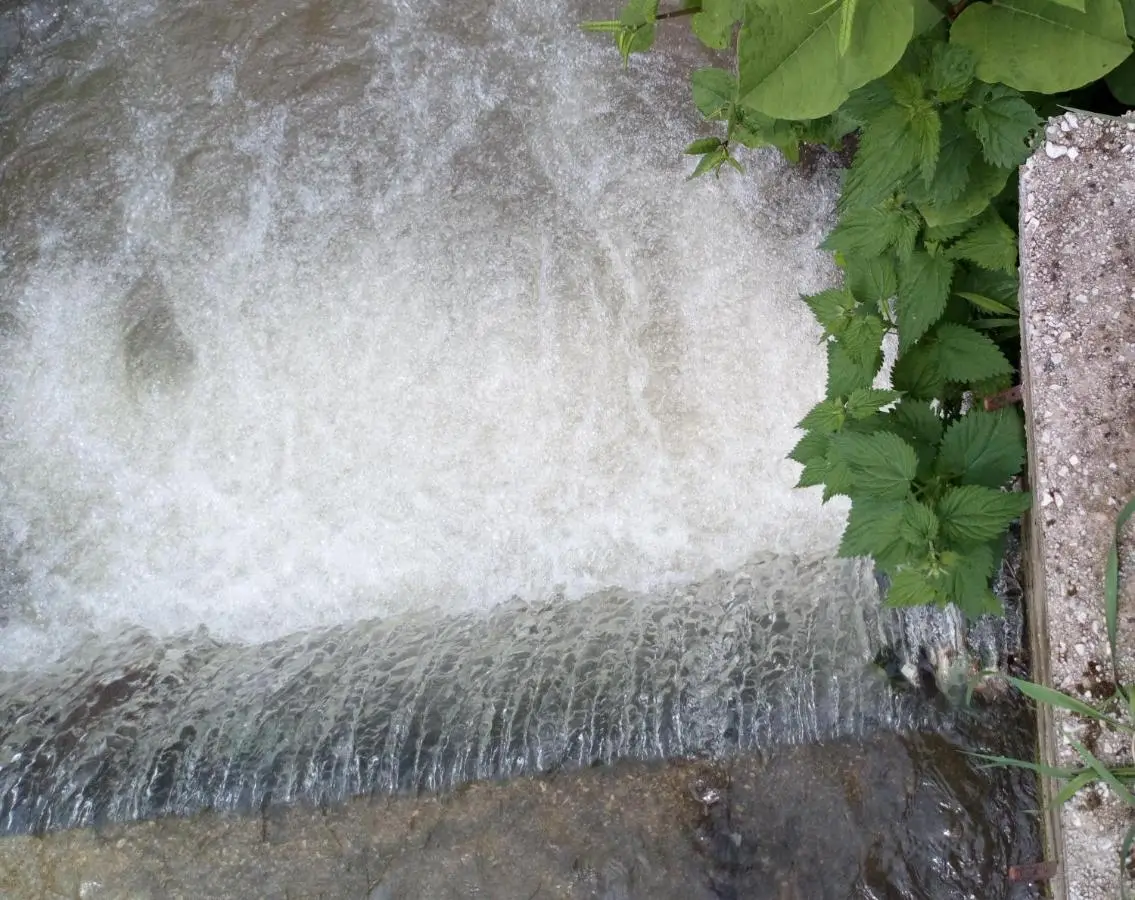 Cottage Forest Stream