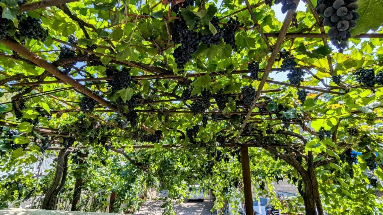 Green Corner