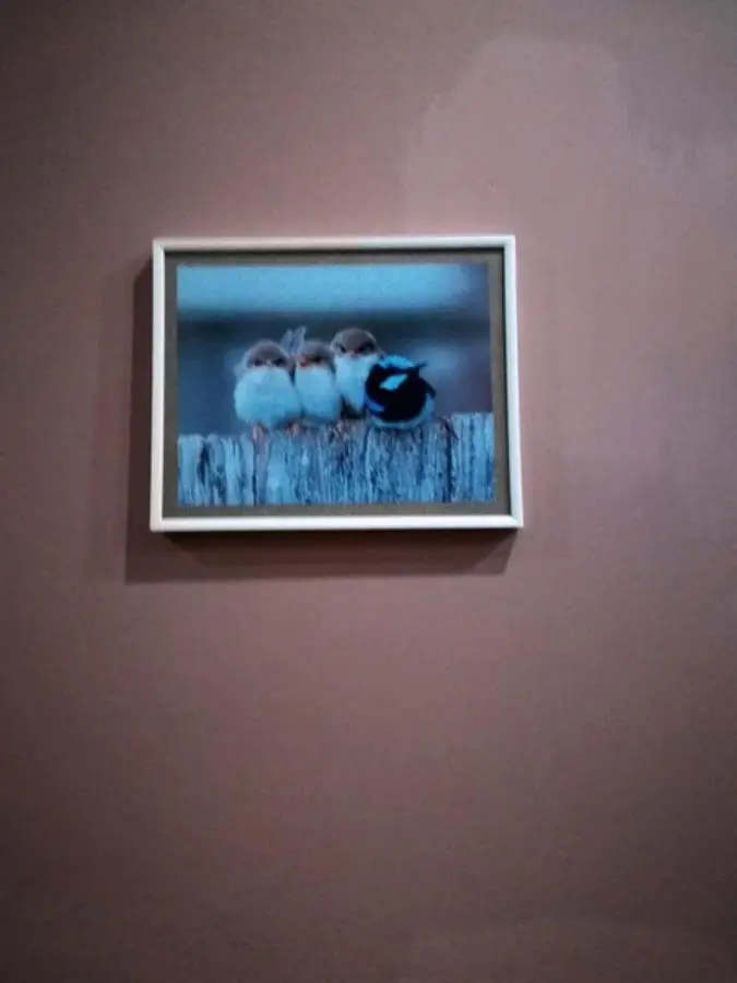 birdhome in Tbilisi (Maria)