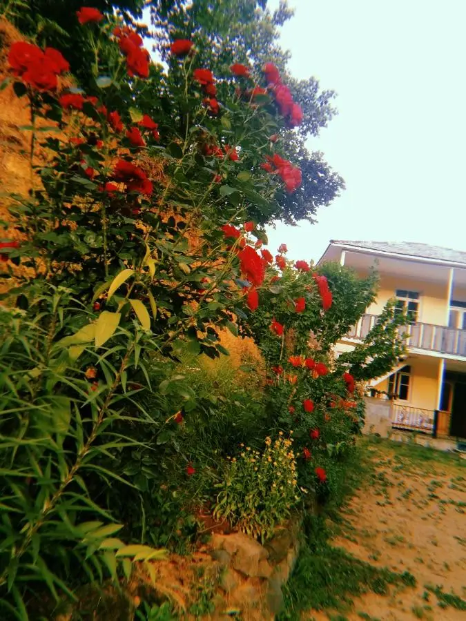 Rolandi's House