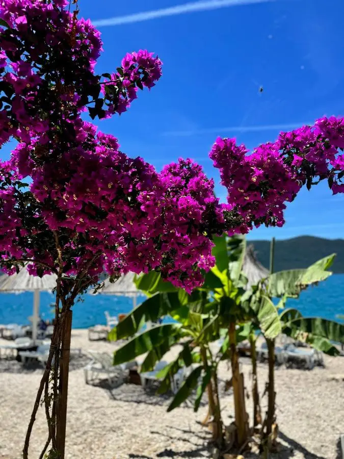 Feral Beach