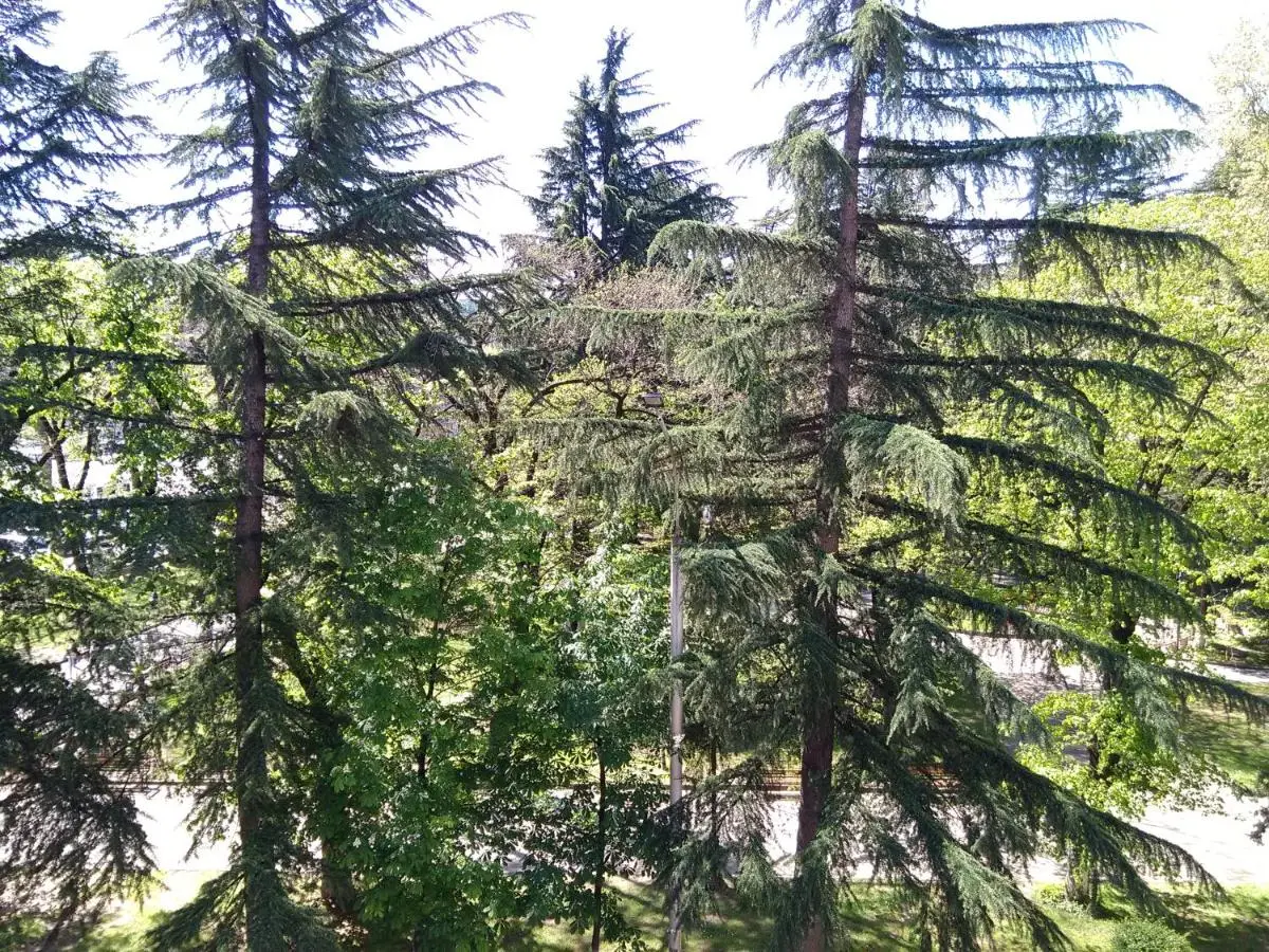 35 Paliashvili