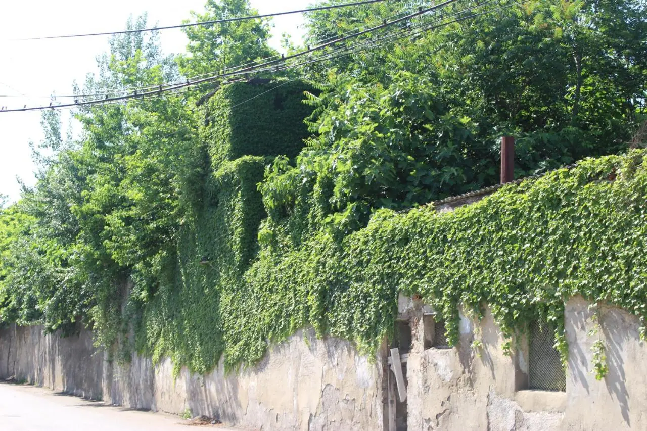 Zarzma