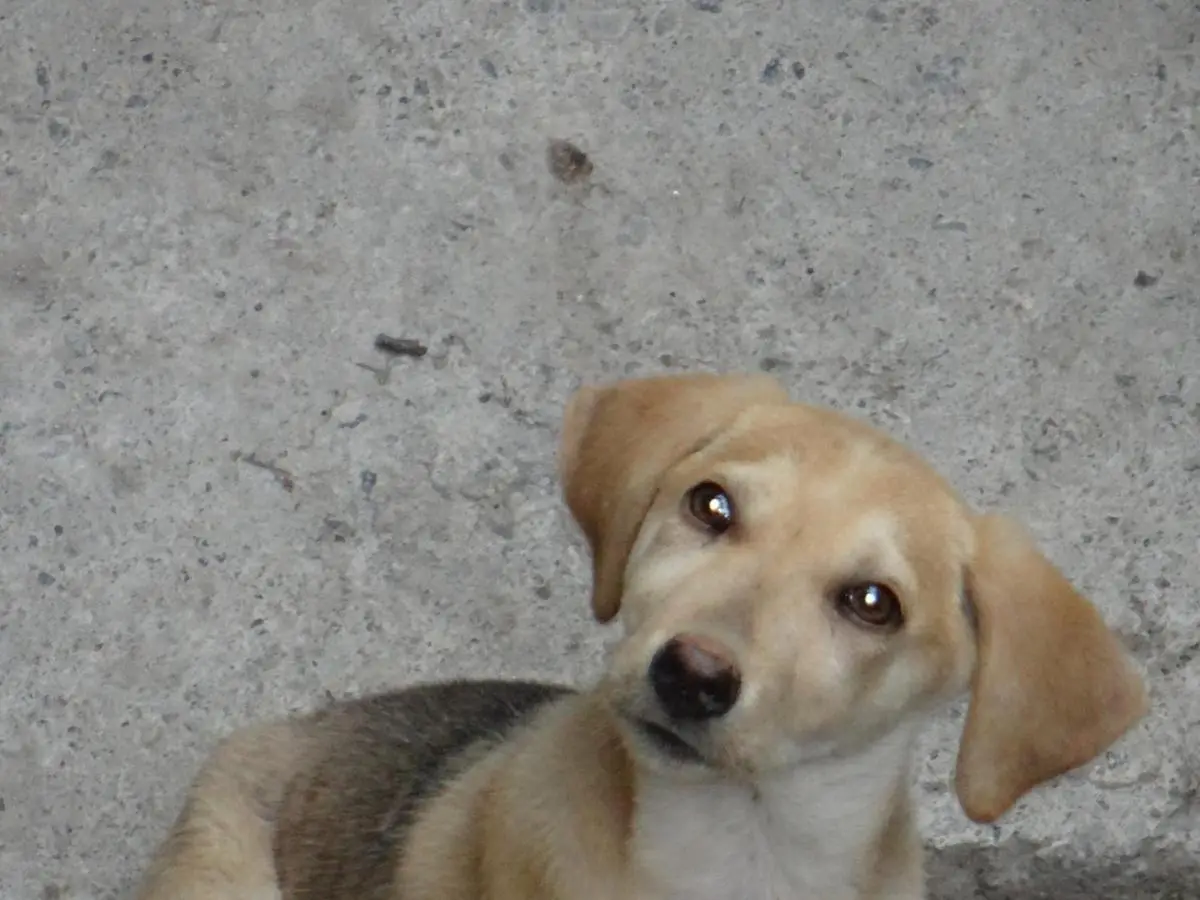 Dalko