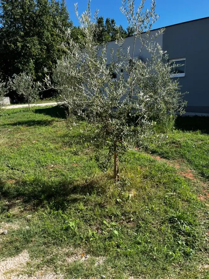 Iva Giulia Apartment