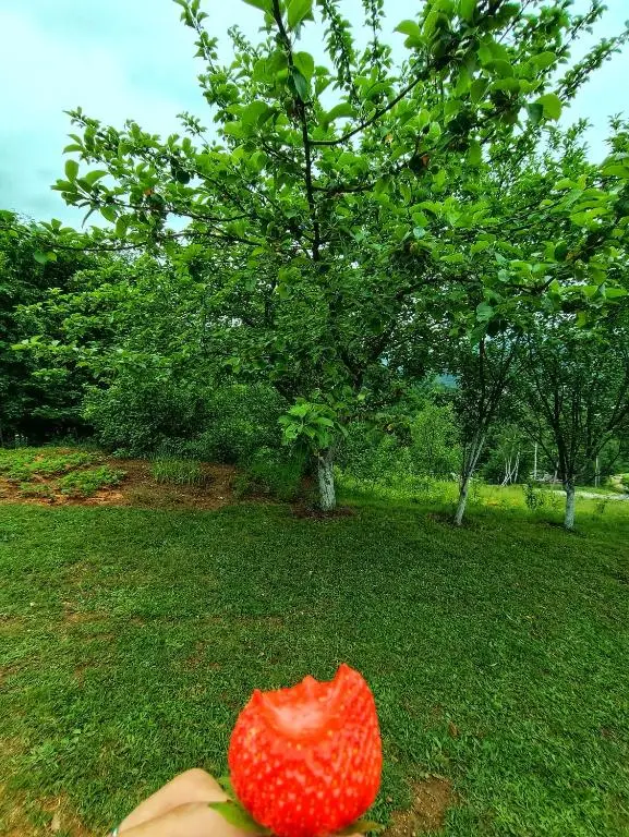 Villa Bloom - Villa in nature with a large orchard