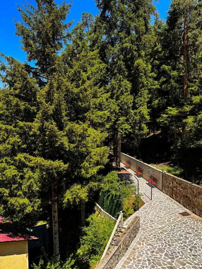 Hotel forest echo