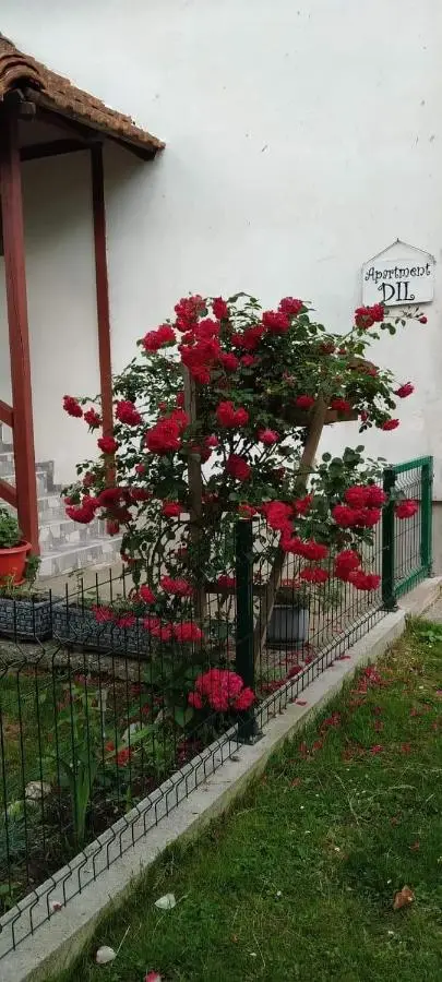 Apartment Dil