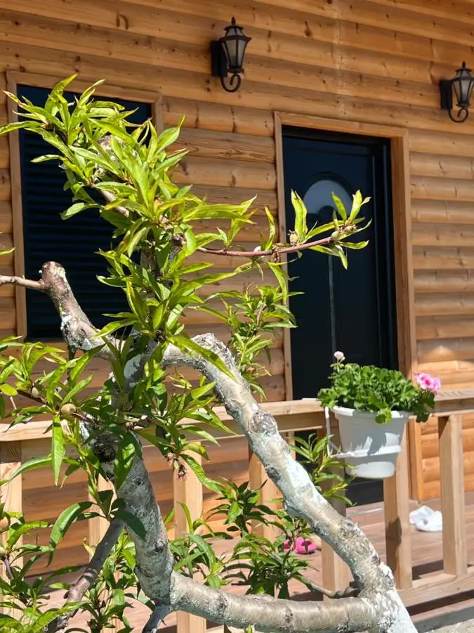 Guest House Dimal Berat