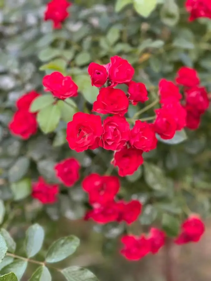 Una Rose