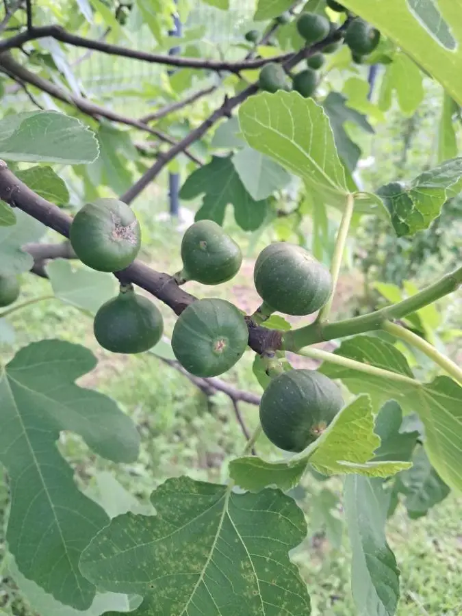 Kuca za odmor Amber