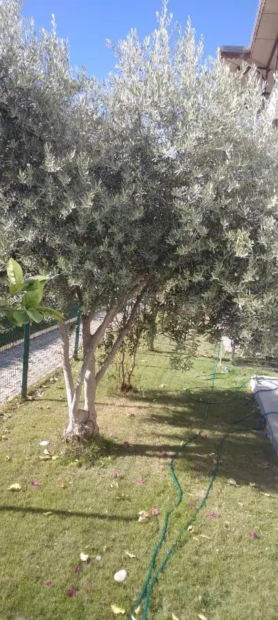 villaLemoon