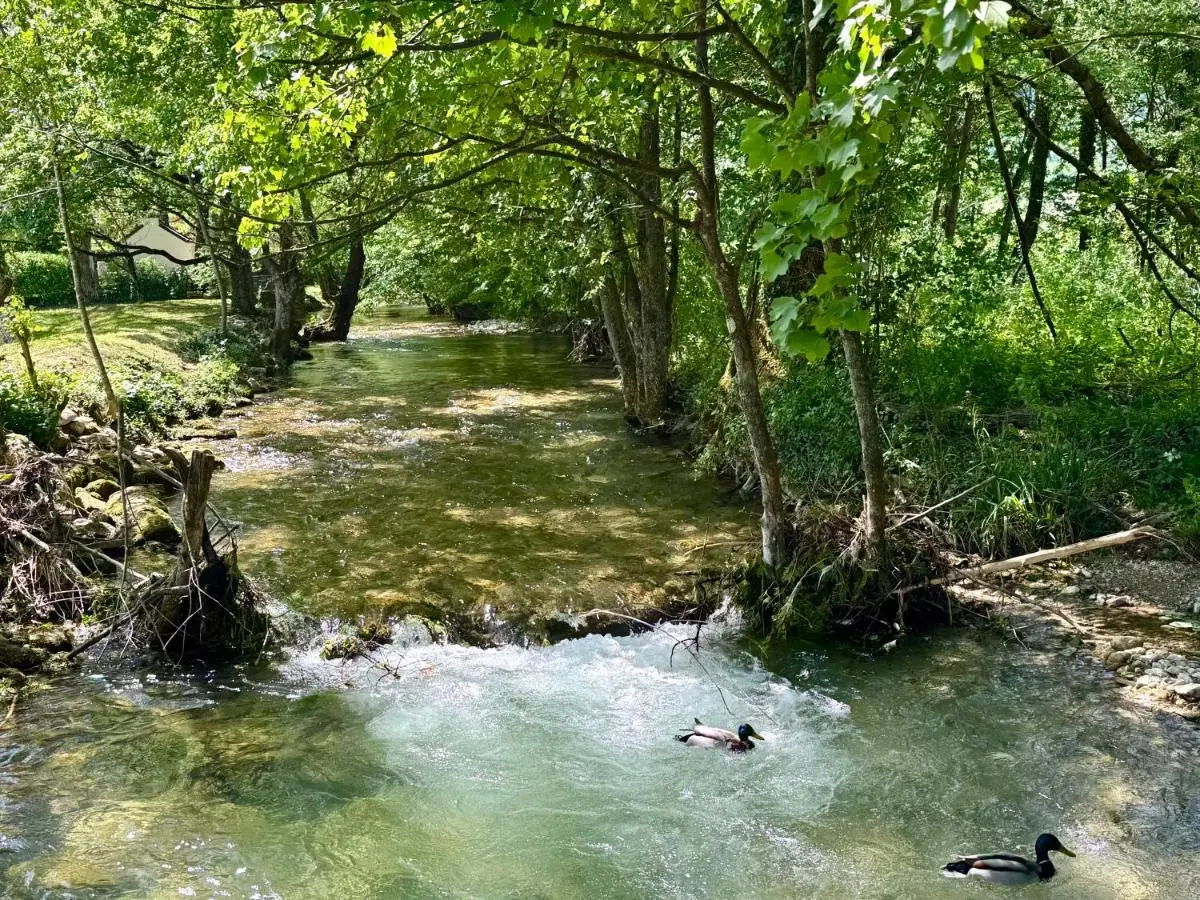Pine River Dobrenica