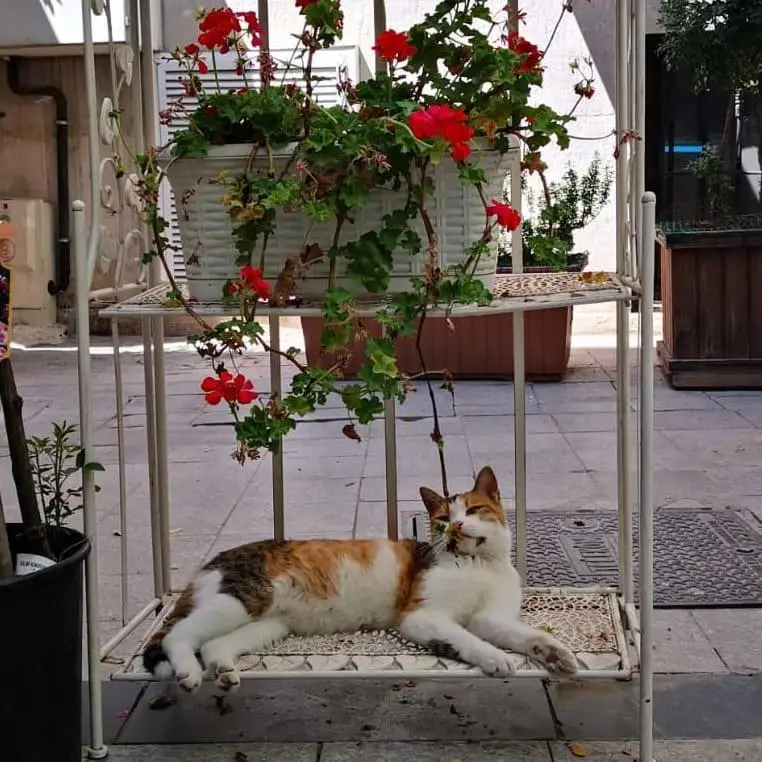 Gafa Garden Hostel & Apartments - Great Location