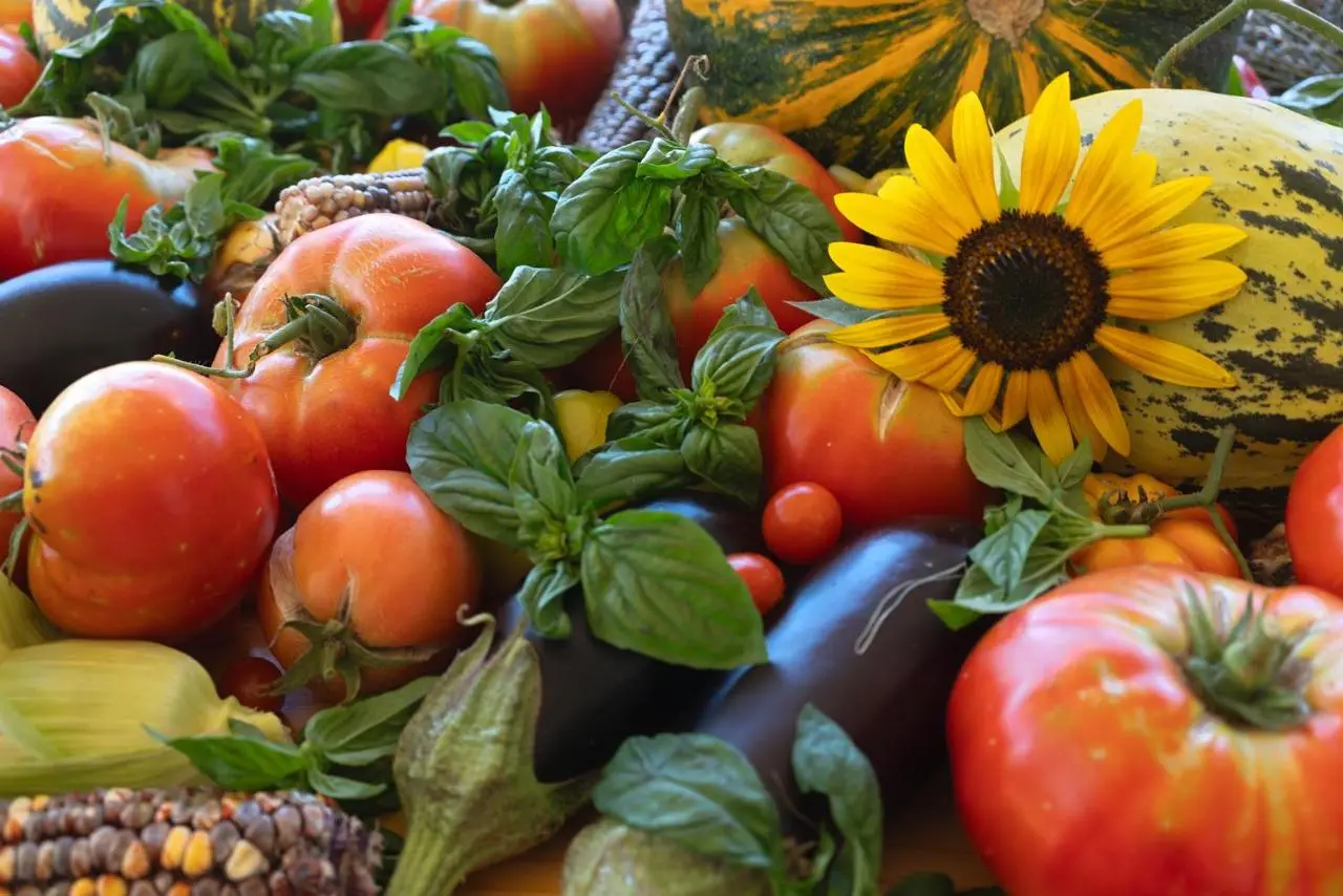 OZ - Obecana Zemlja Permaculture Homestead