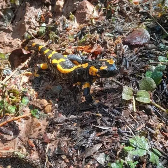 Koliba Ravna planina