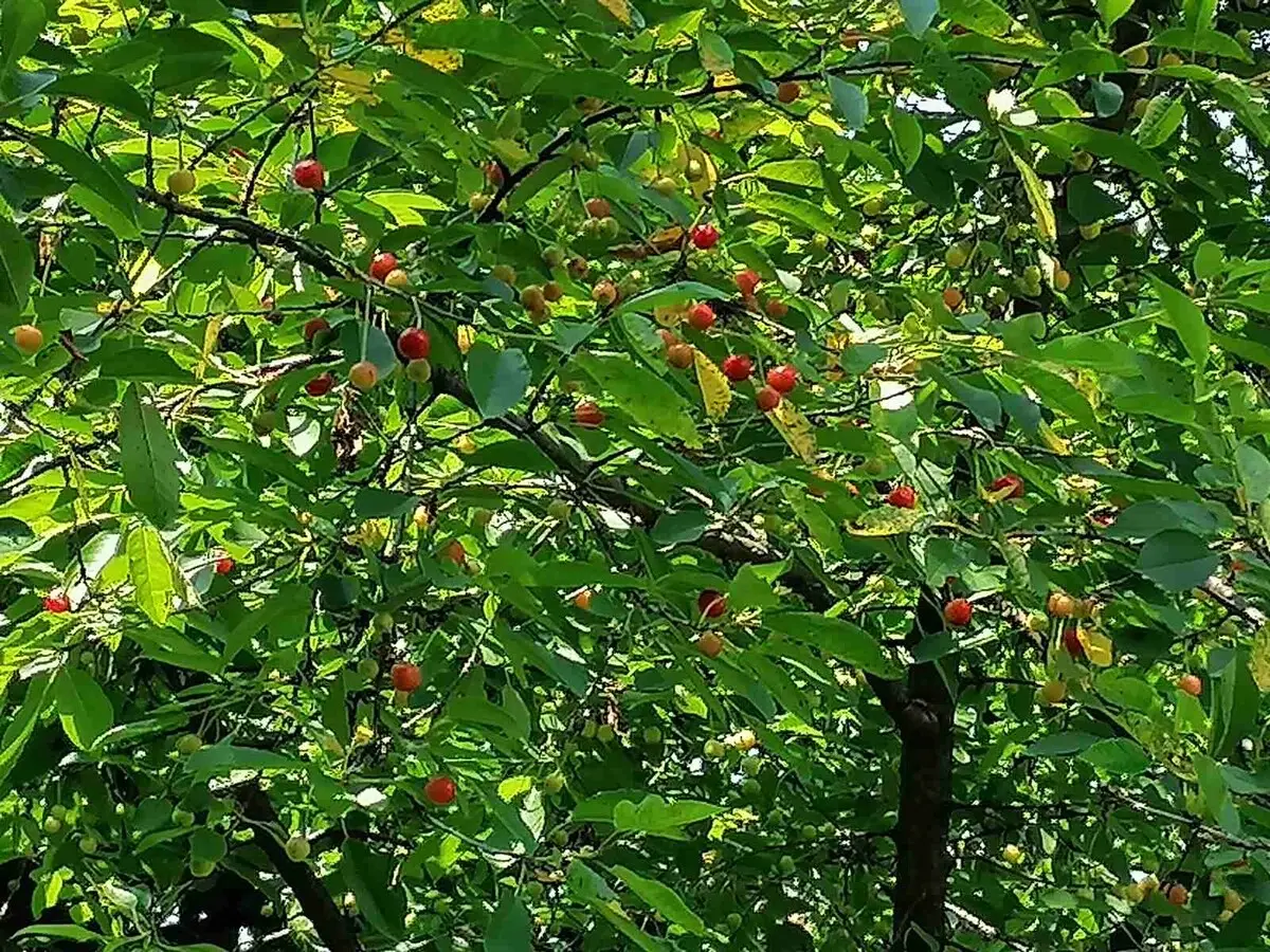 Villa Nora Garden