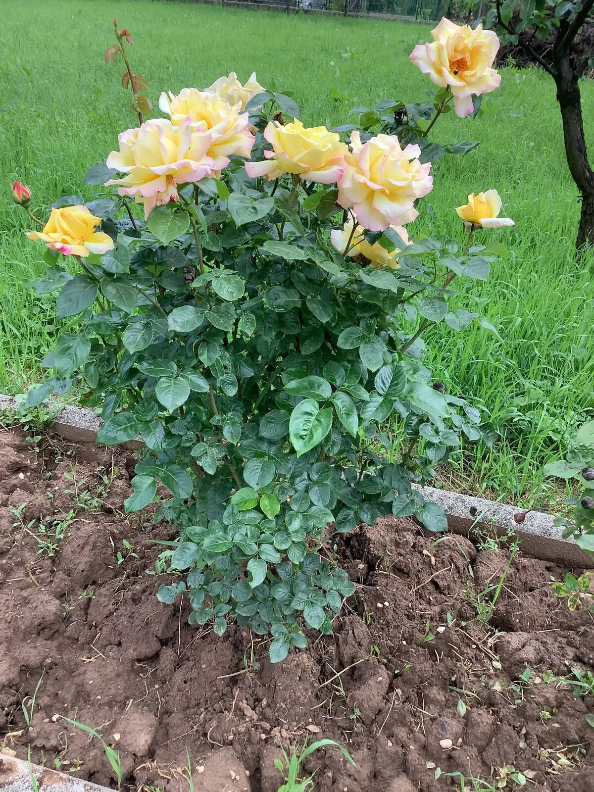 Villa Nora Garden