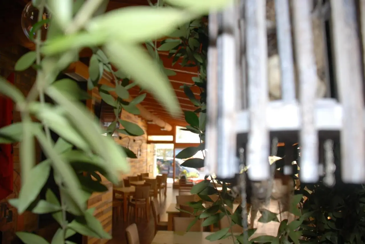 Olive Tree