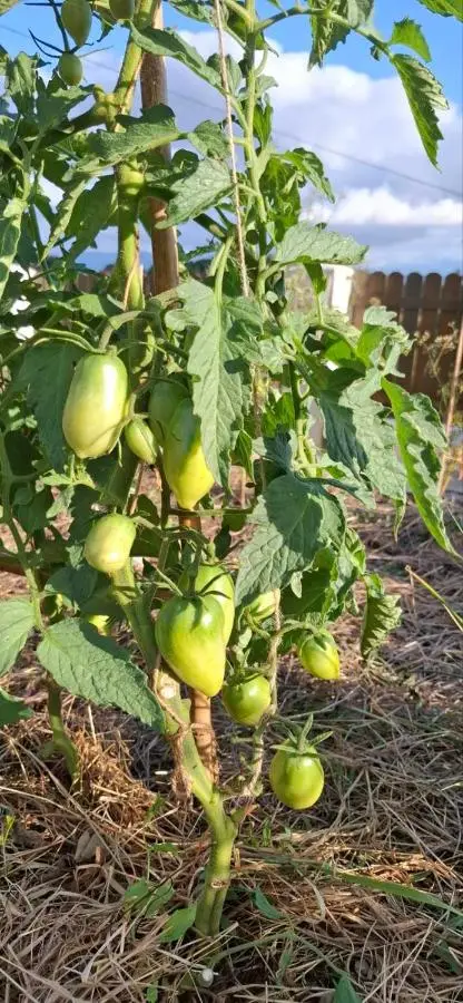 Bio Garden Cottage Sarajevo - Kremeš, Vogošća Seosko domaćinstvo Pogledine