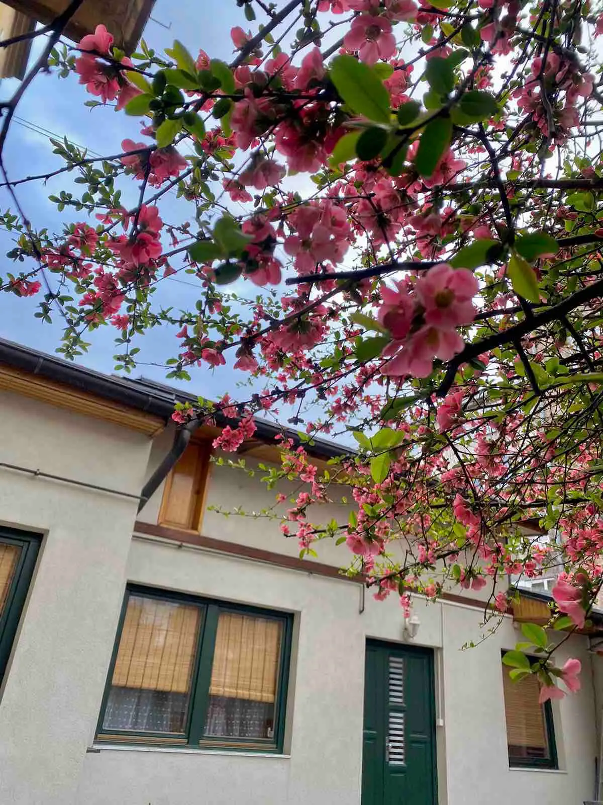 Central Apartment - Great Energy - Private Garden!