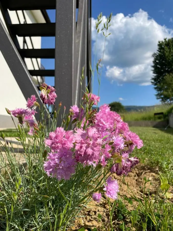 Apartmani Mia