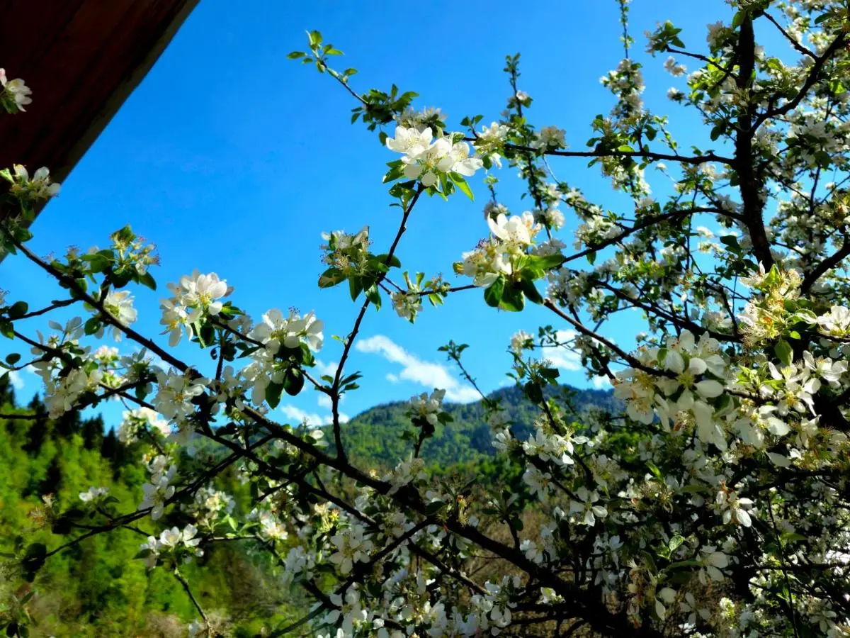 Cottage Timotea