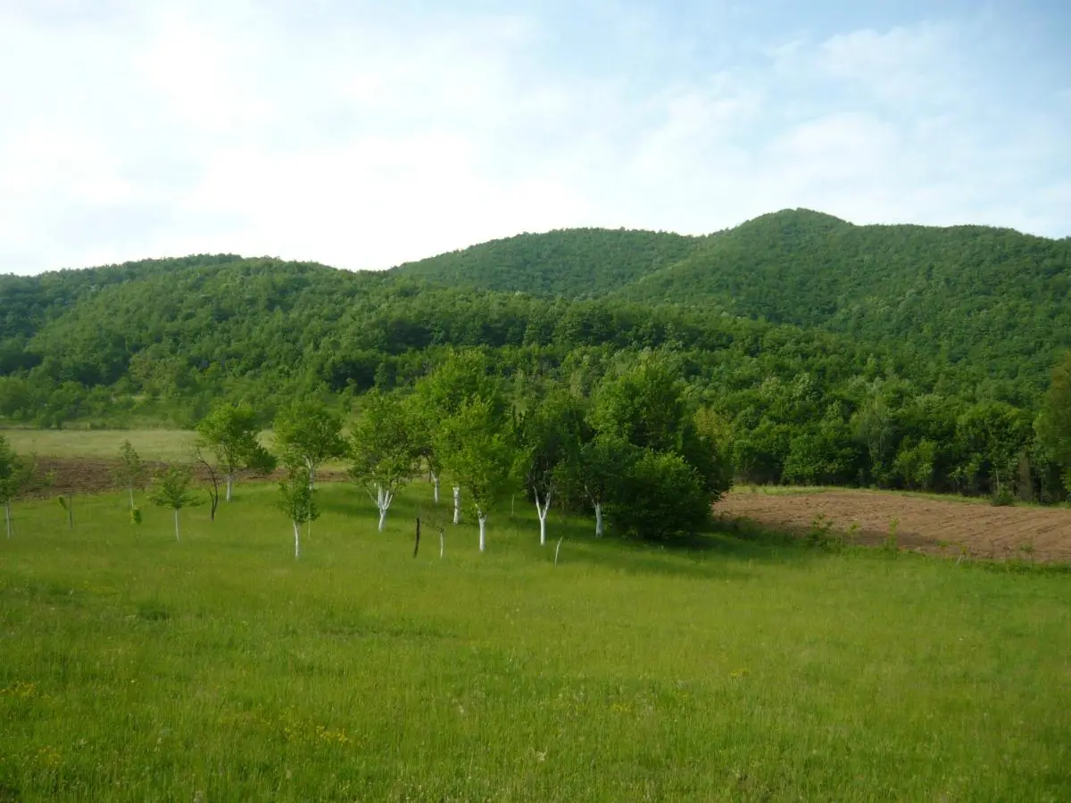PURE NATURE