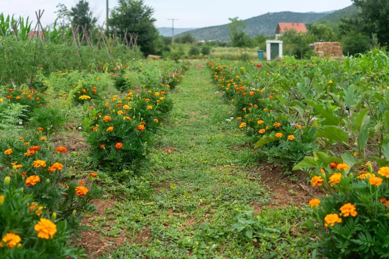 OZ - Obecana Zemlja Permaculture Homestead