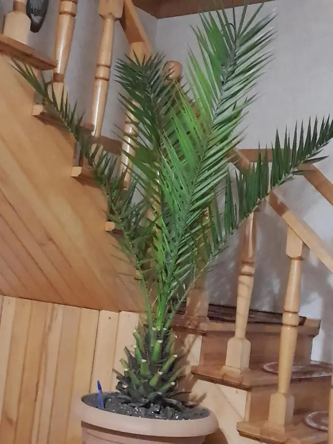 Guest House Metreveli