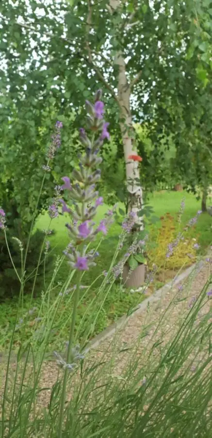 Green Garden Lohovo