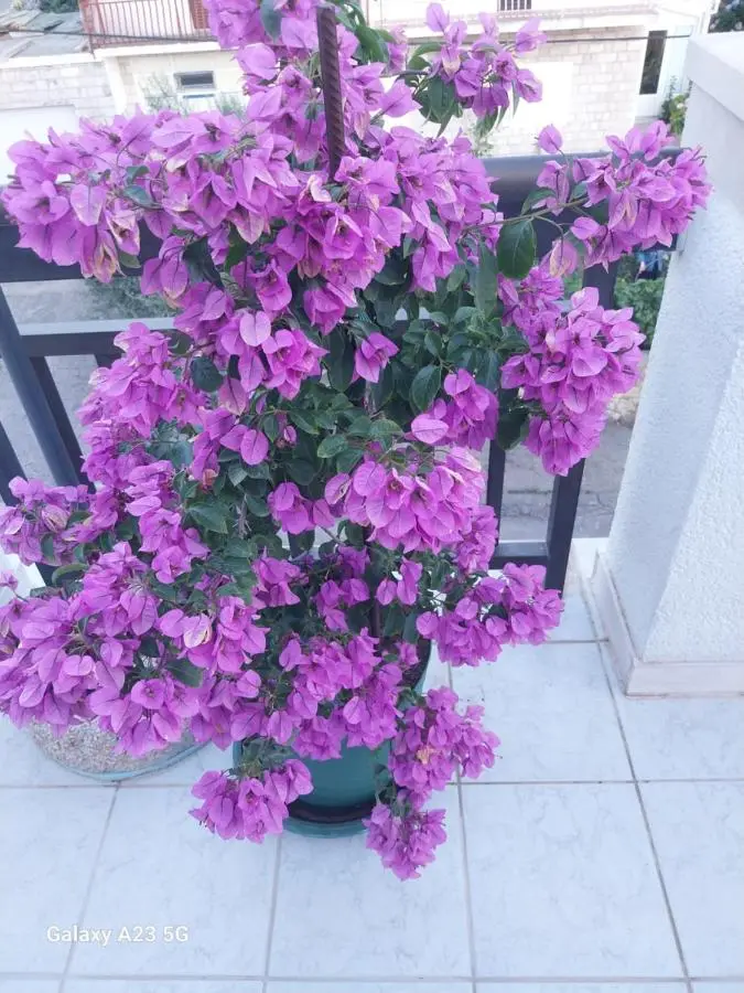 Apartmani Liberan Neum