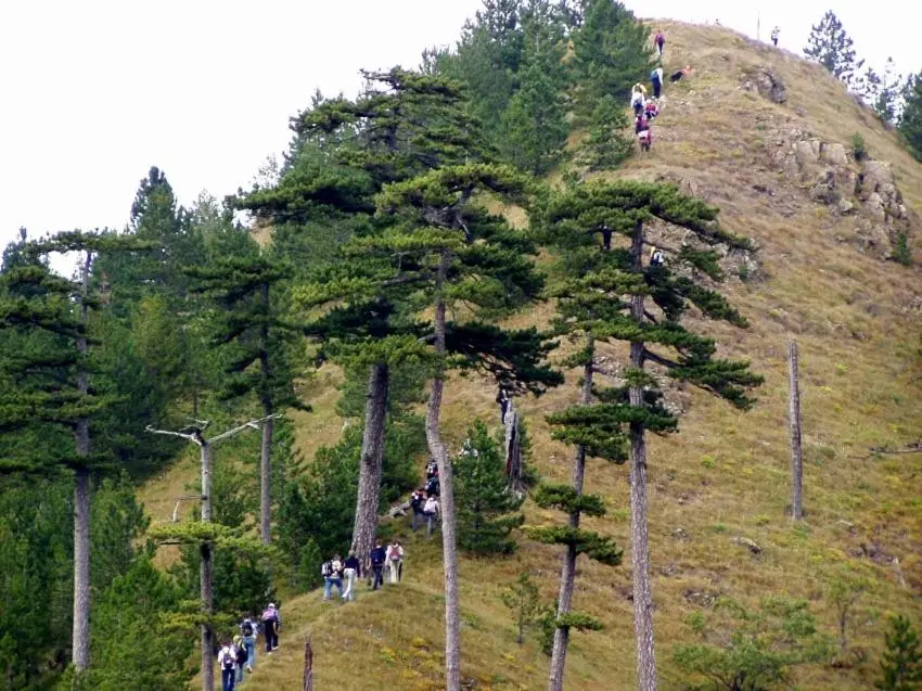 Vikendice Bungalovi Menzil