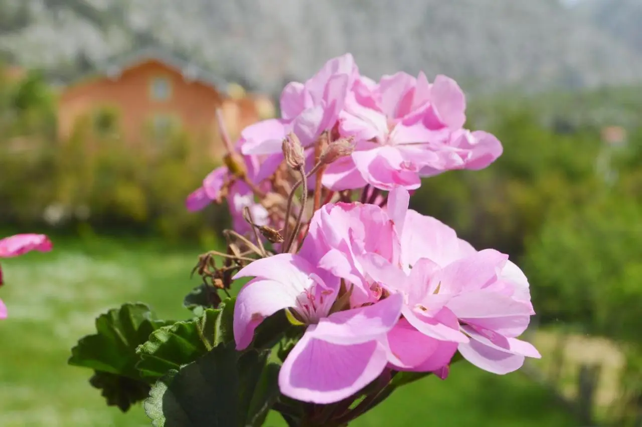 Villa Bašić