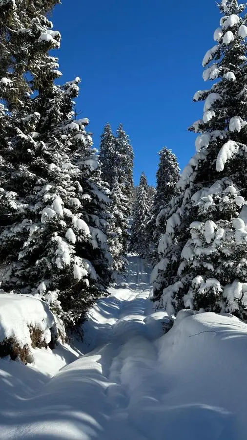 Forest View Apartment near Ski Lift