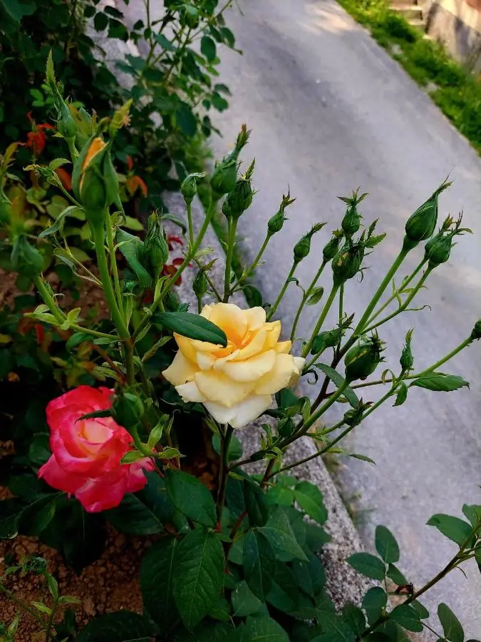 Sarajevo Flower Garden - Entire House & Private Garden