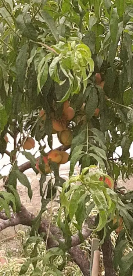 Anasera