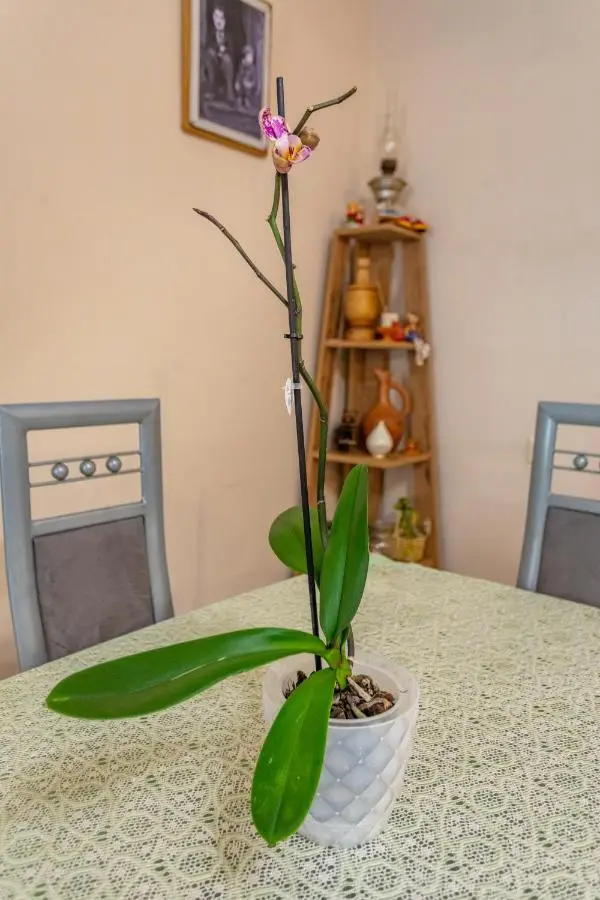 Guest House BALU