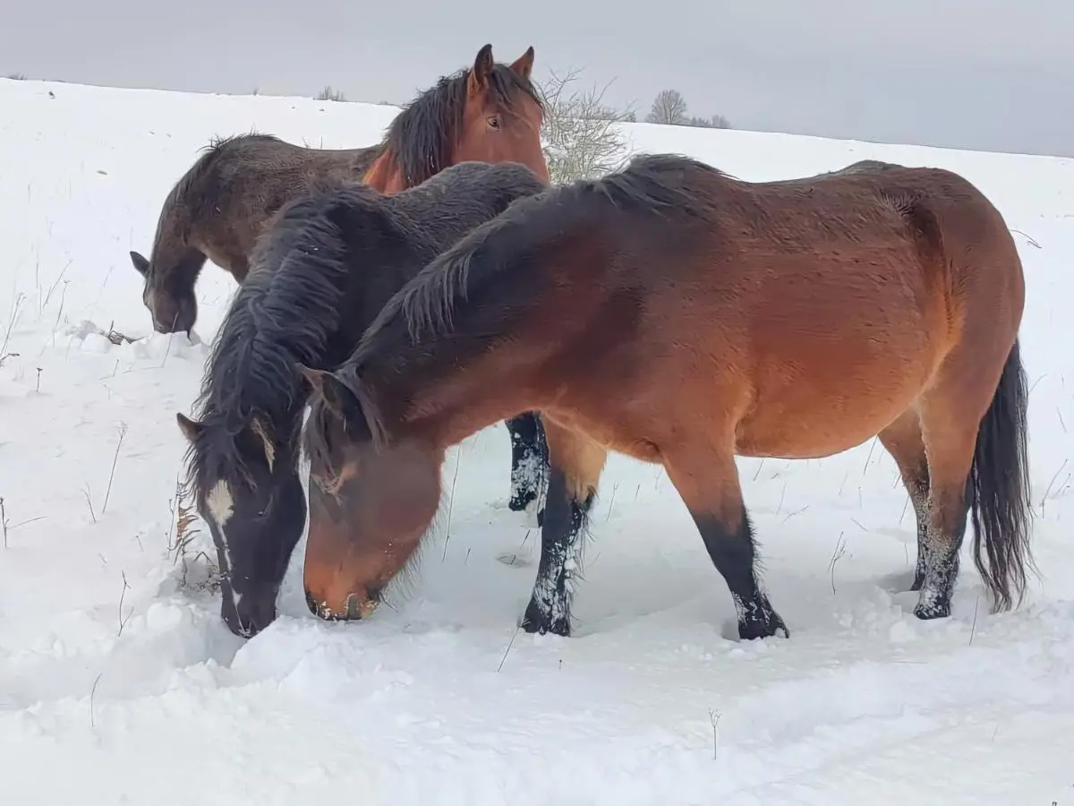 Domacinstvo na kraju svijeta