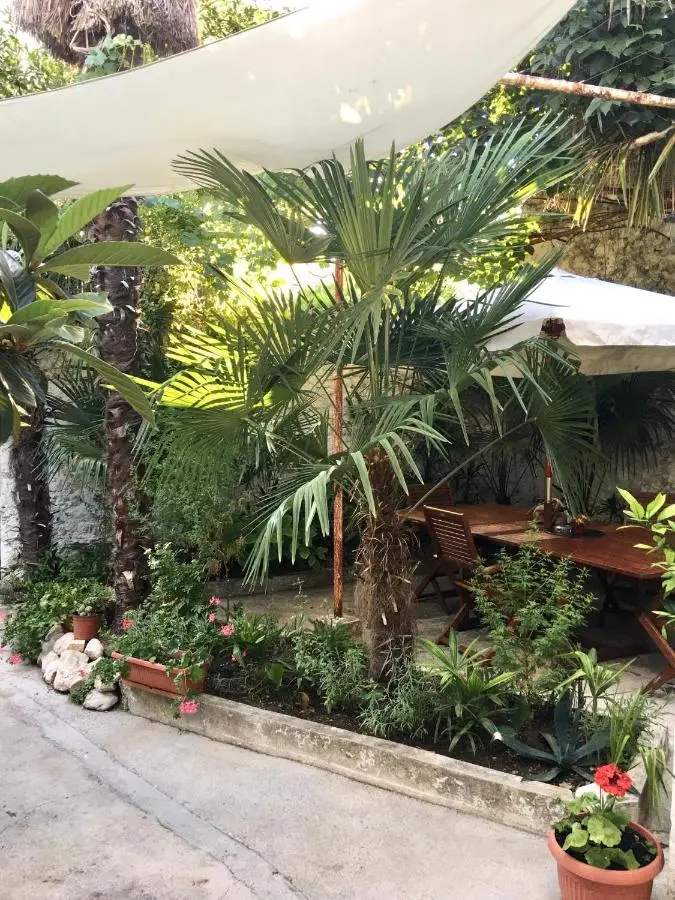 Palmera