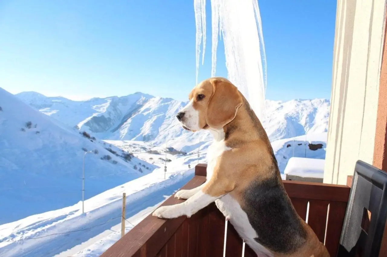 New Gudauri Alpen Apartments