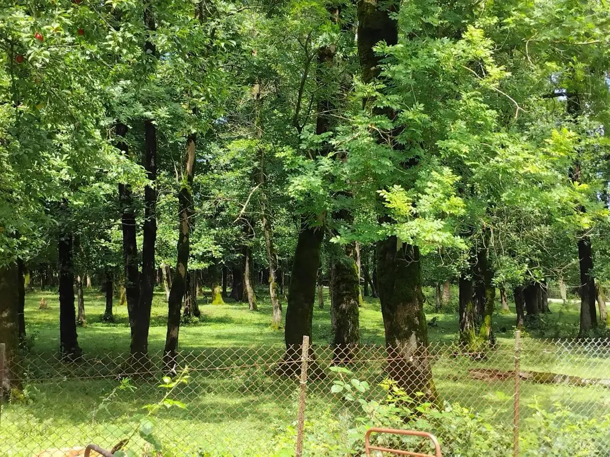 House in the forest
